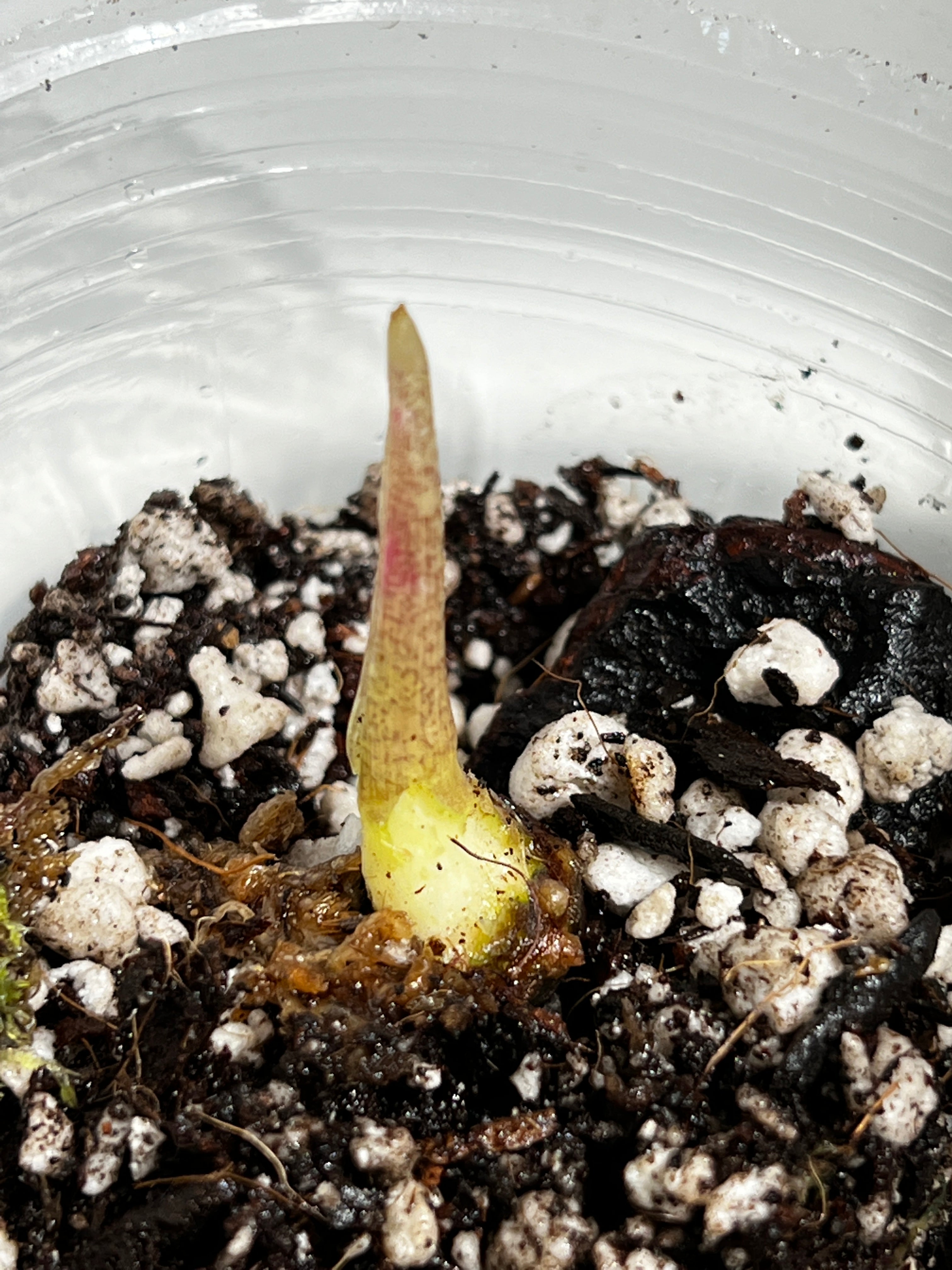 Growers choice Alocasia Jacklyn rooting sprout with additional node