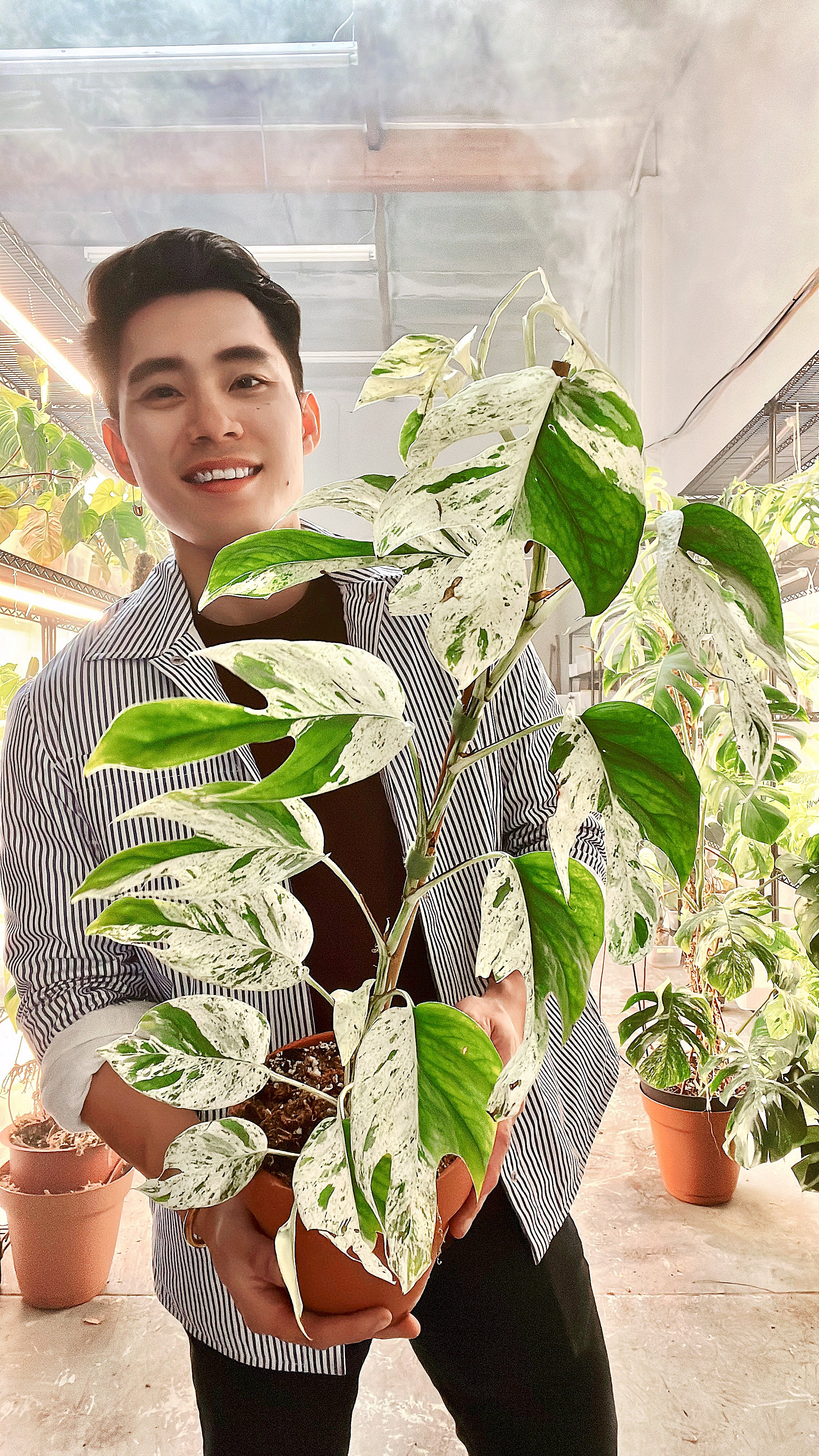 Epipremnum Pinnatum Marble unrooted 1 mature leaf 1 sprout cutting