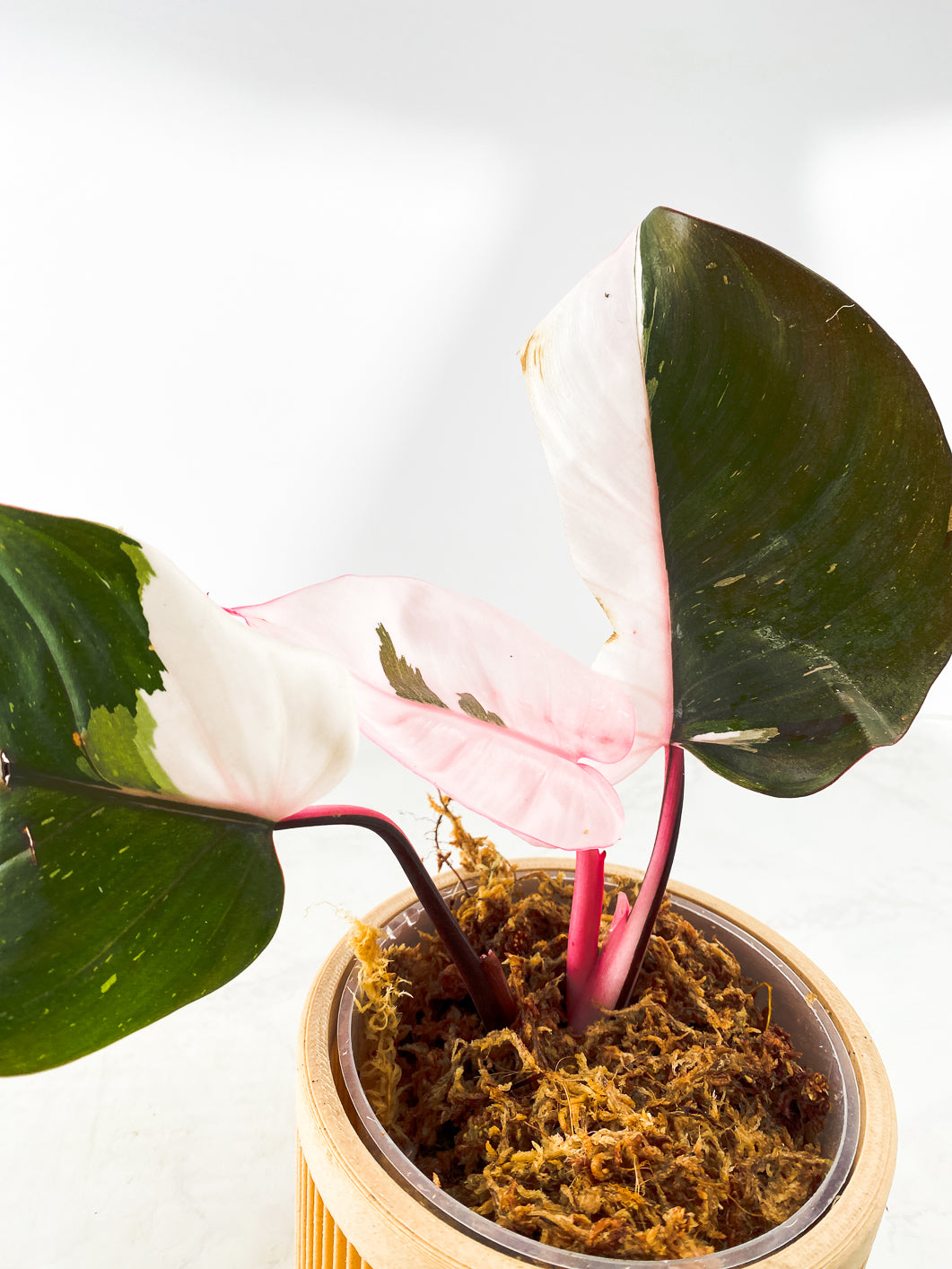 Philodendron red Anderson Rooting triple nodes 1 leaf
