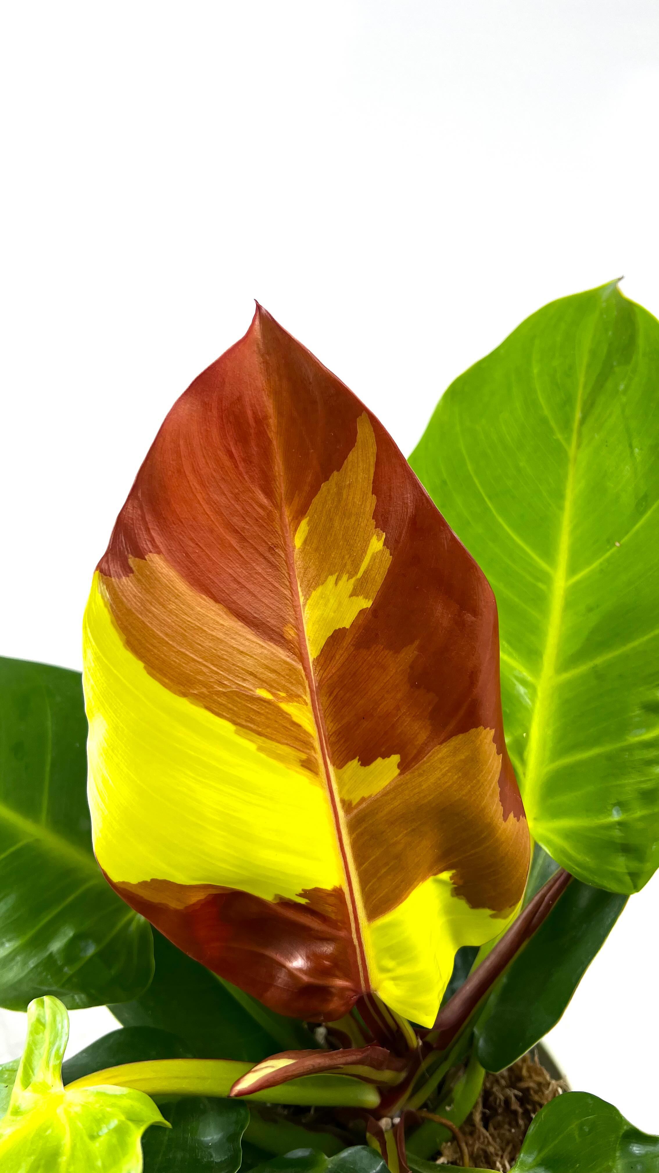 Philodendron Red Flame Rooting 1 leaf 1 sprout