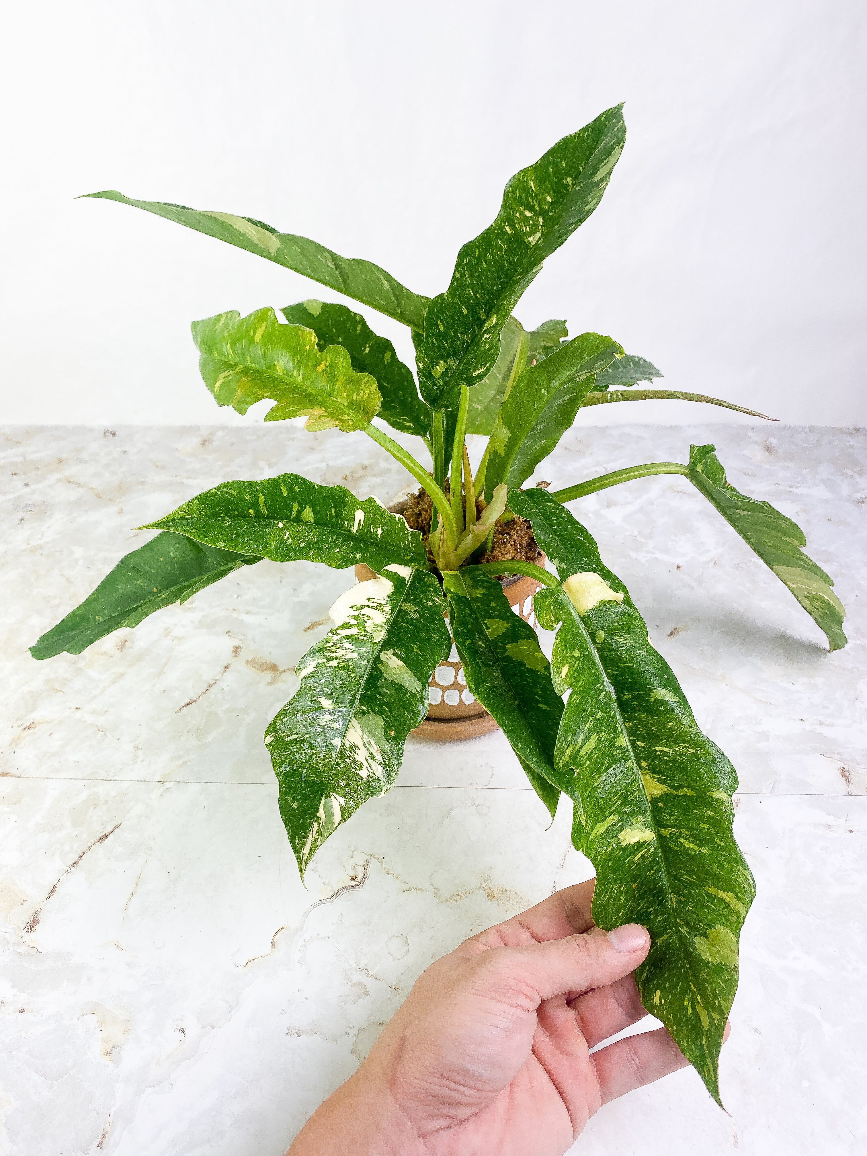 Growers choice: Philodendron ring of fire single node rooted