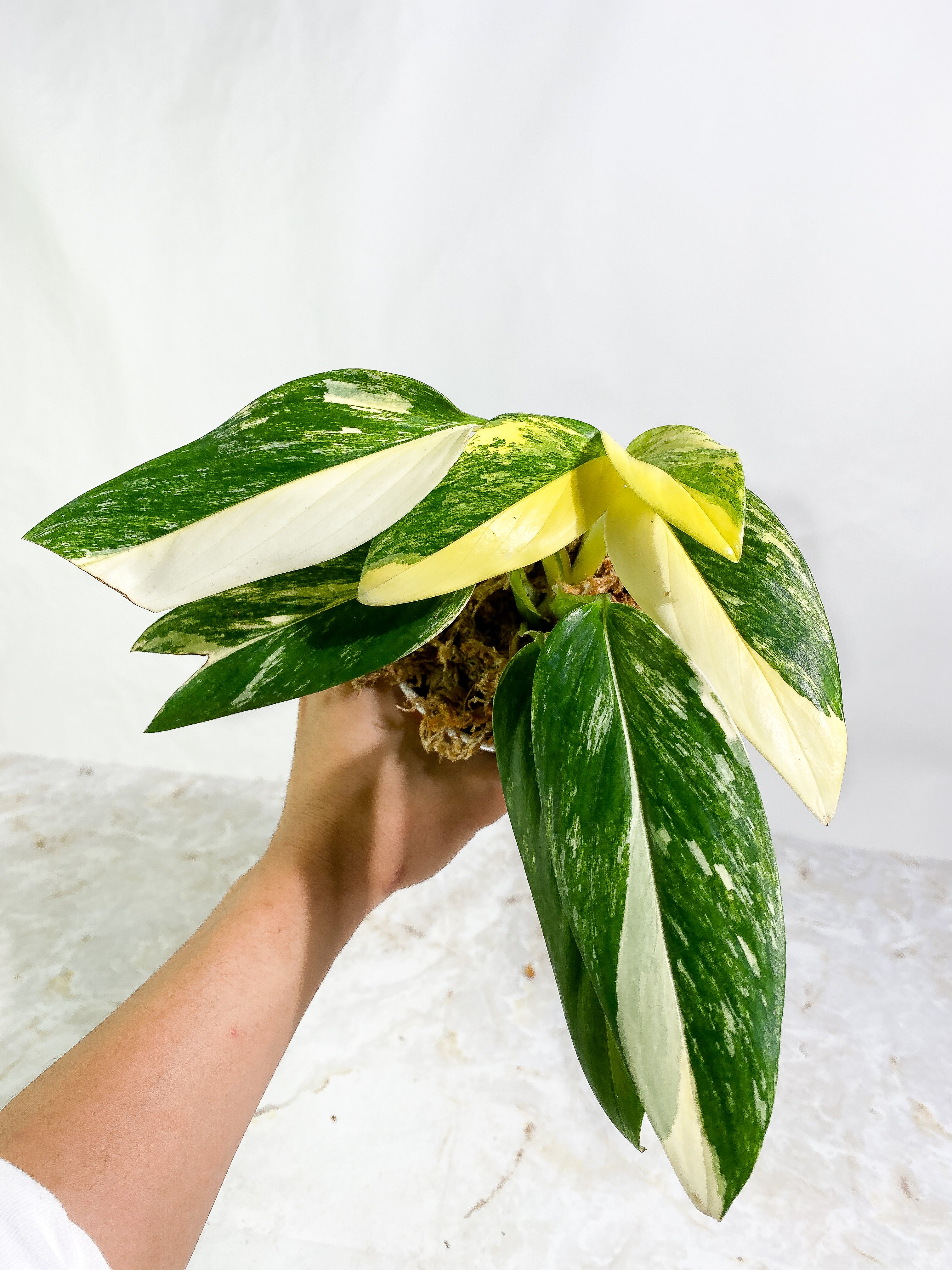 Monstera Standleyana Variegated slightly rooted double node with 2 growth points