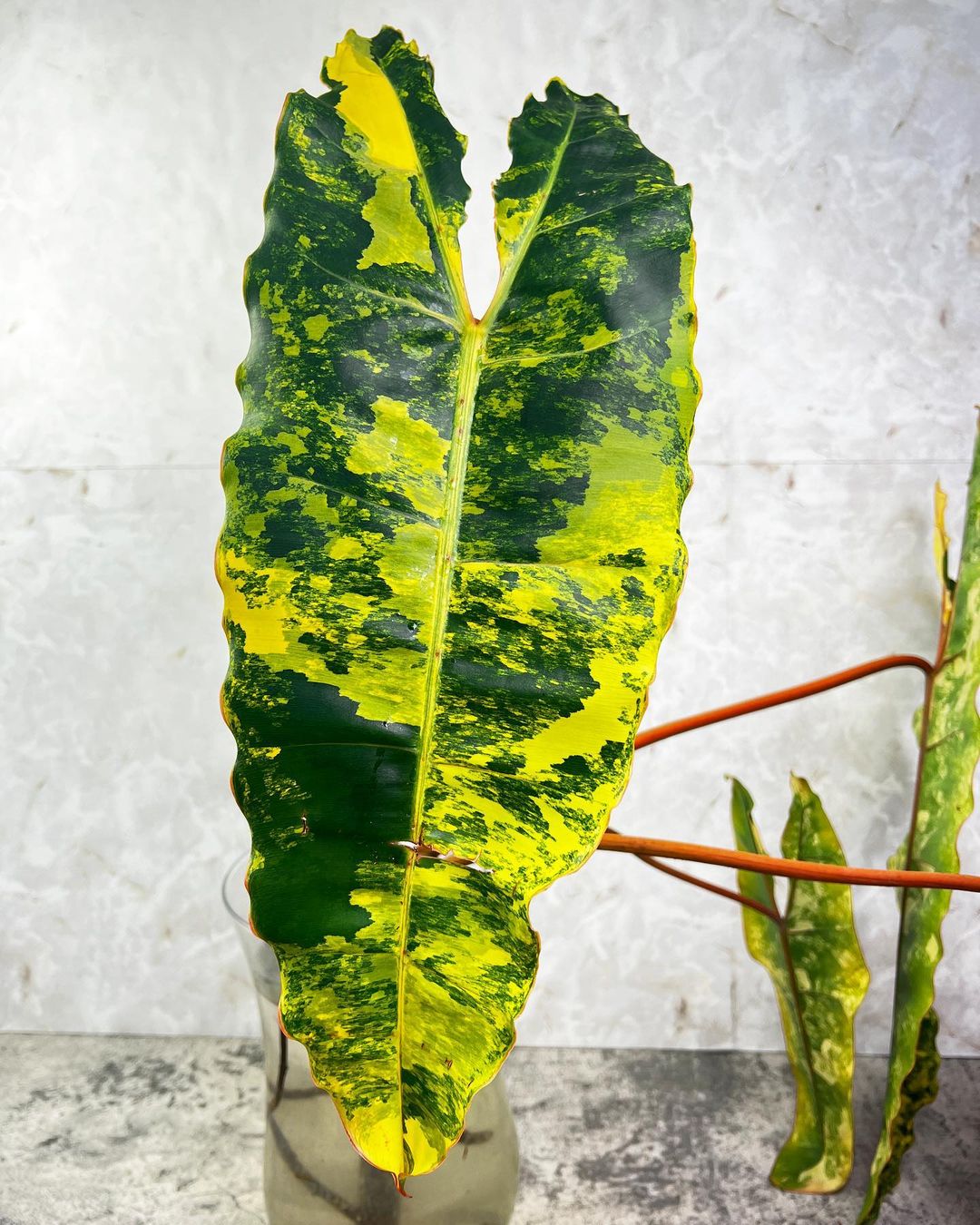 Philodendron Billietiae variegated Rooting node with 1 activated growing bud