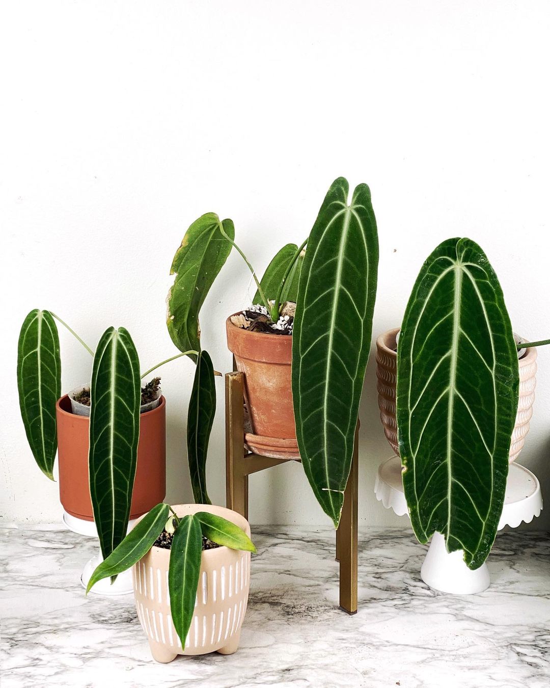 Anthurium Care 101