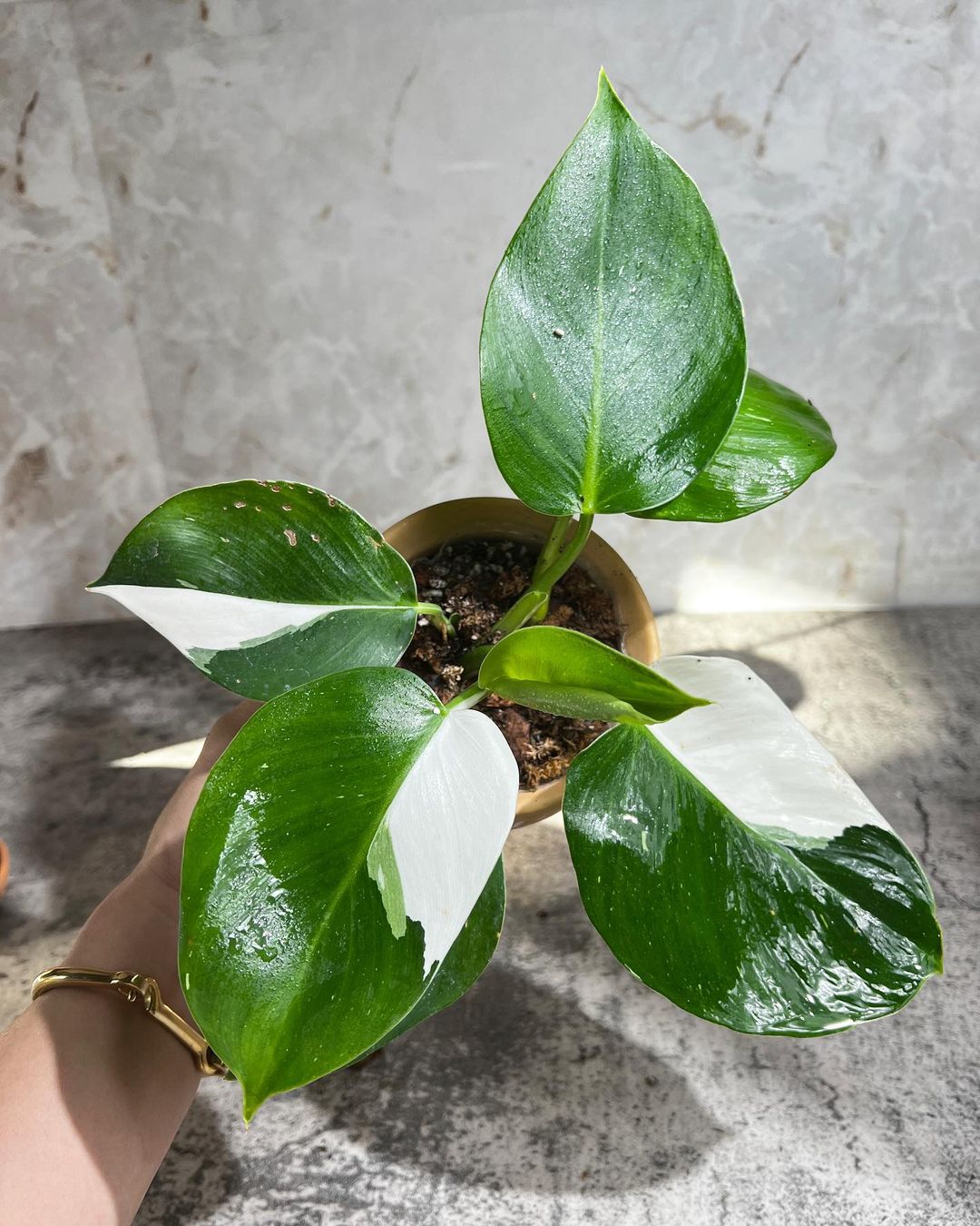 The reason your plant's variegation gets browning, burned, or melted?