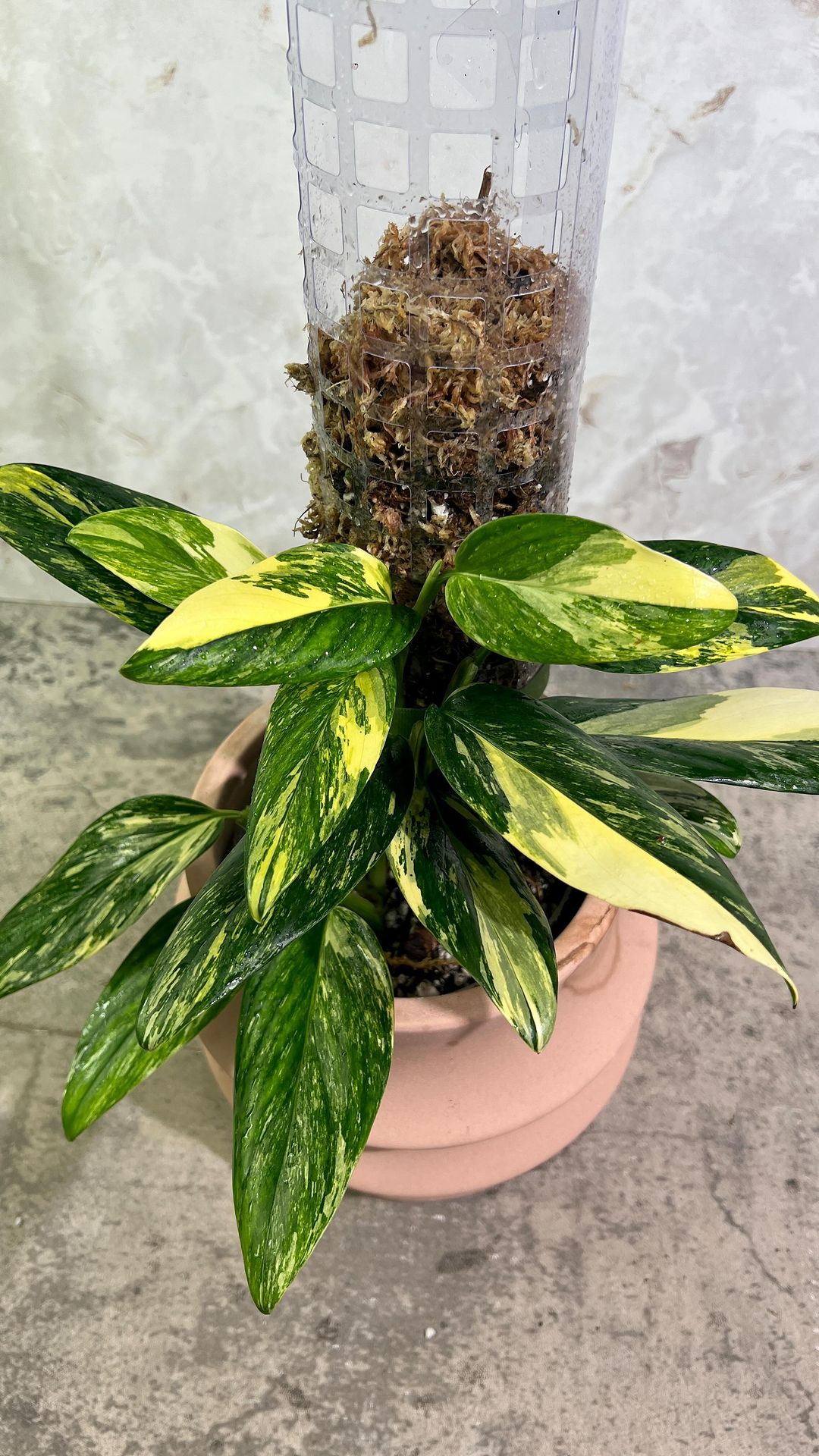 Monstera Standleyana Aurea variegata Origins and Care