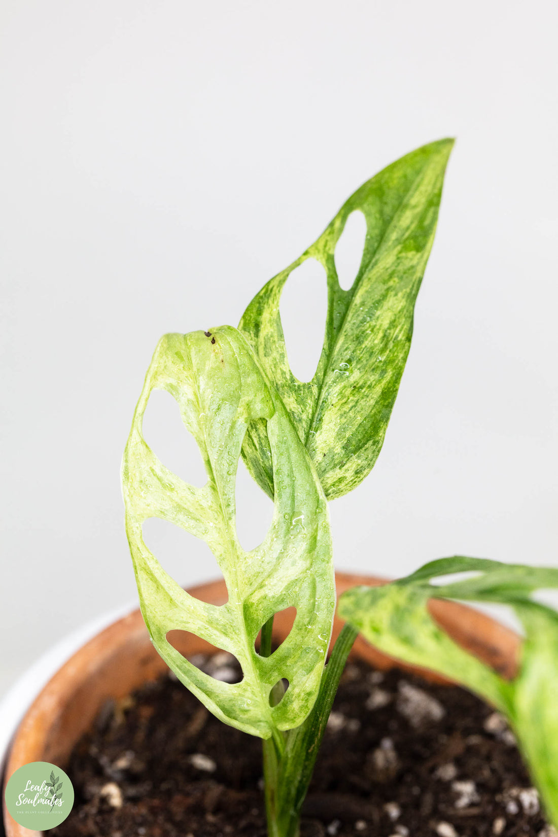 Monstera Adansonii Variegata care