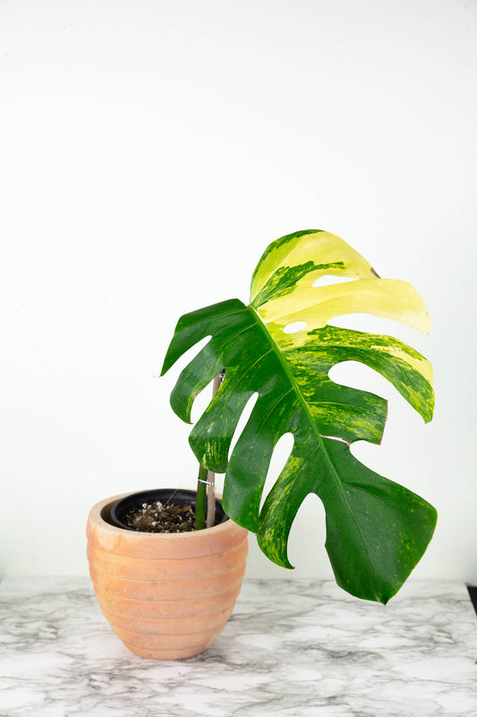 VARIEGATED MONSTERA CARE