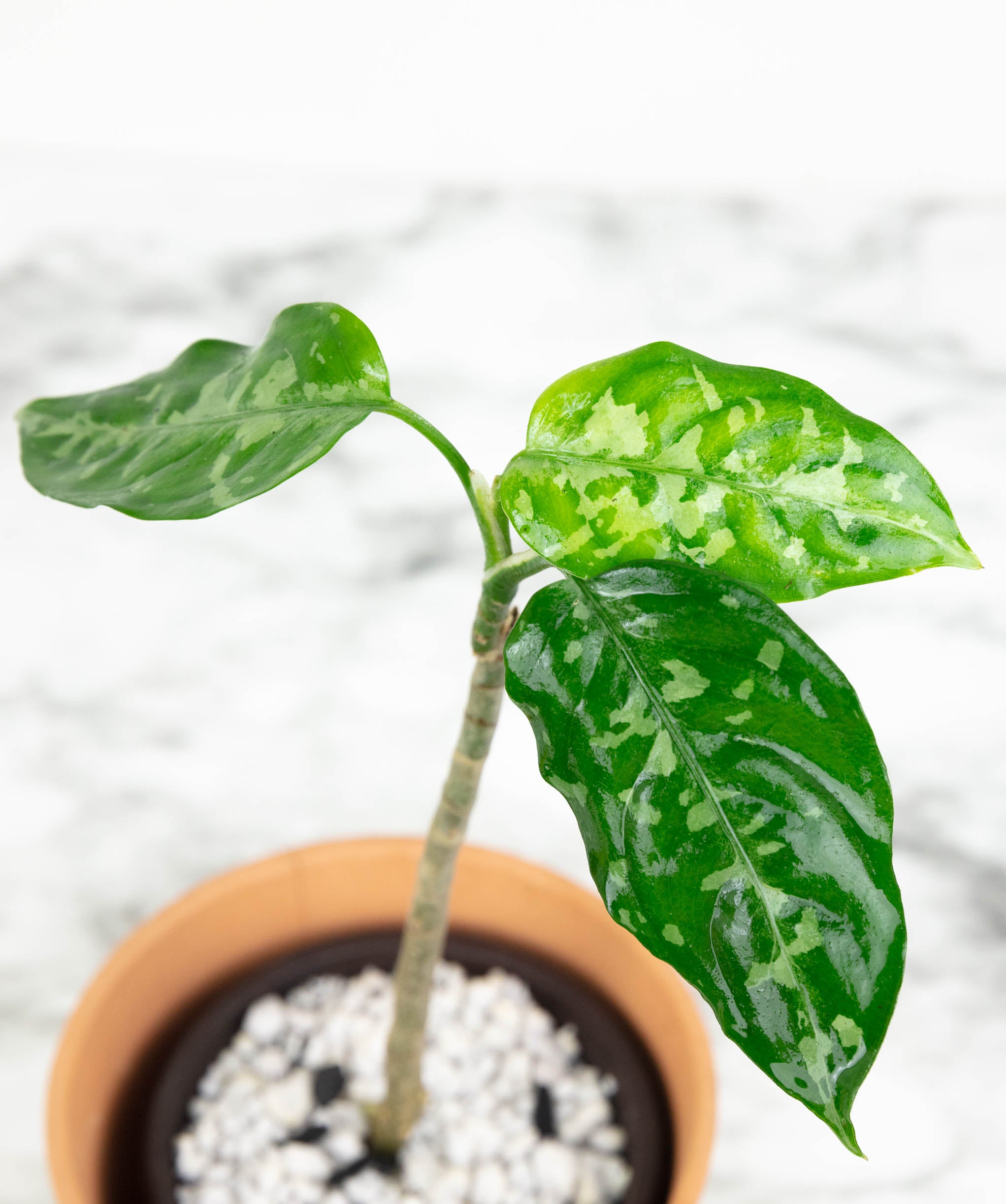 Aglaonema Care Cards