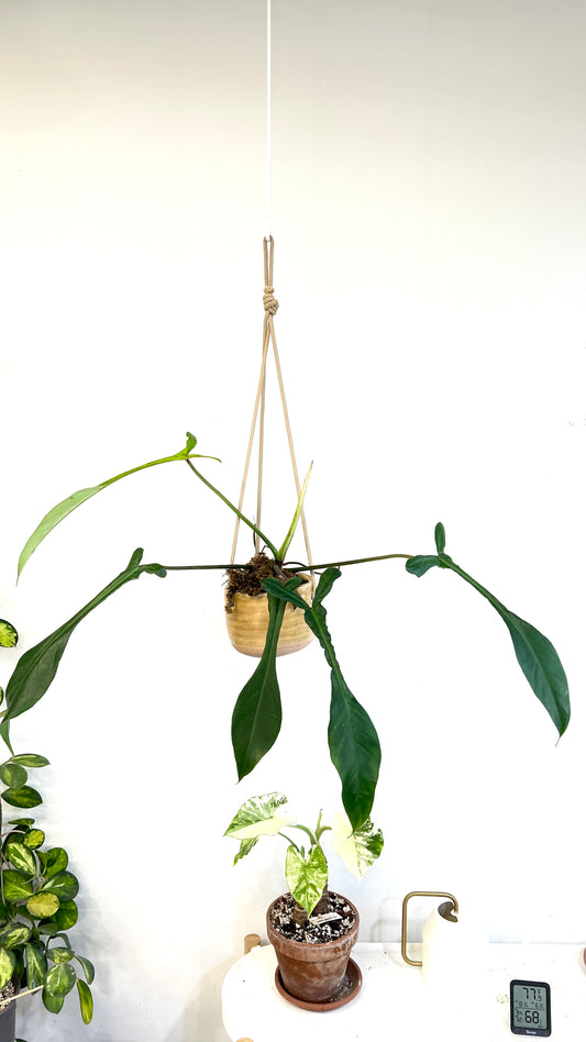 Top  Care Tips for Philodendron Joepii