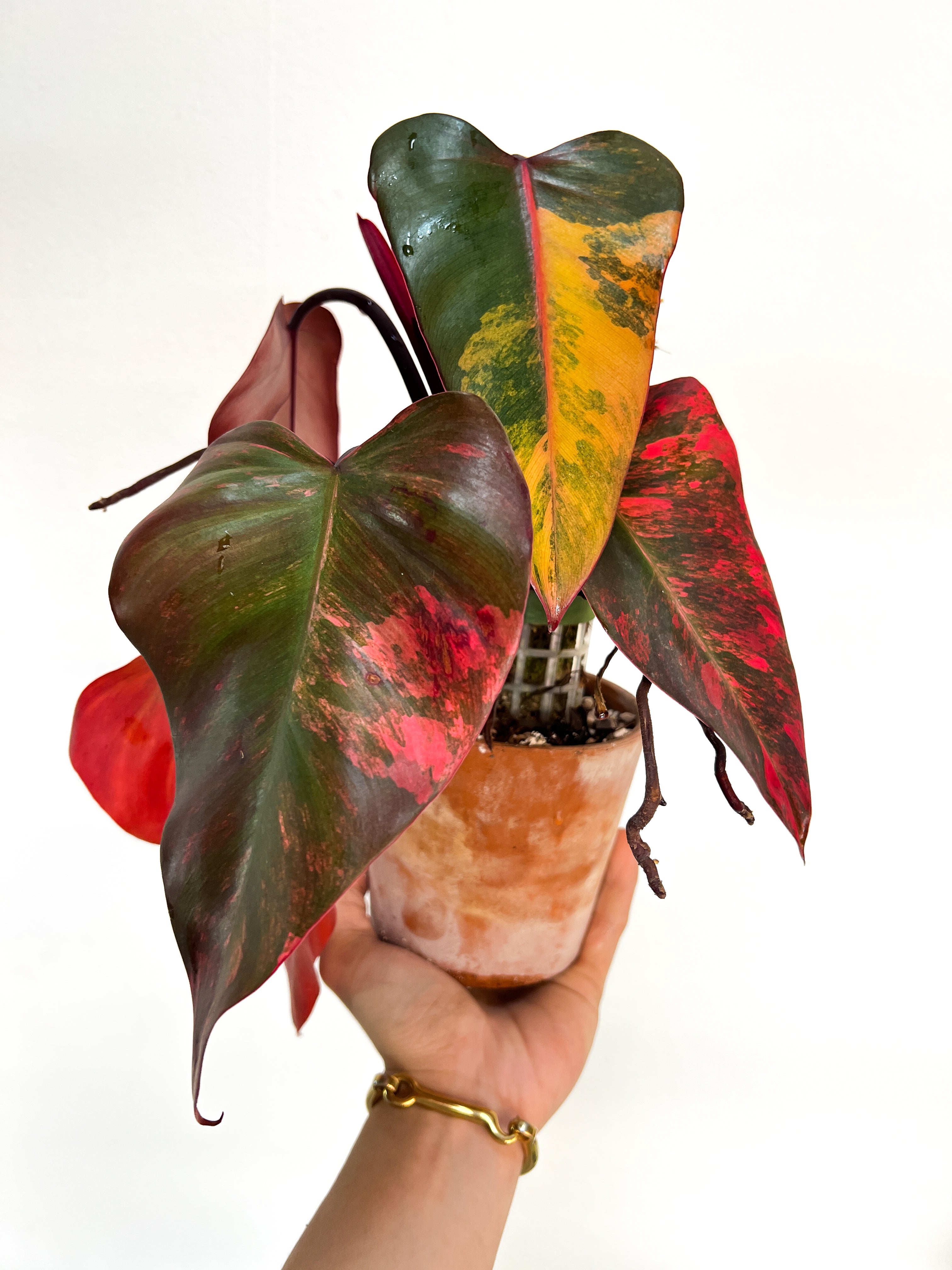 Offers RARE Philodendron Strawberry Shake