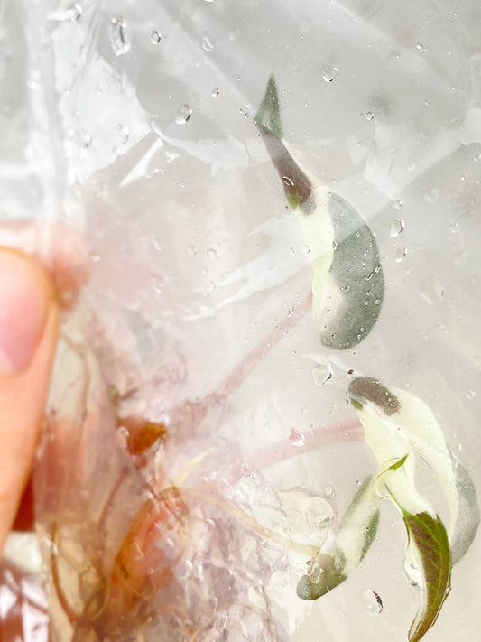 Deflasking Your Tissue Culture Plants: A Step-by-Step Guide