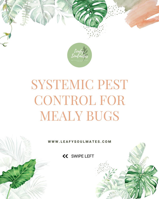 Best systemic pest control for mealy bugs