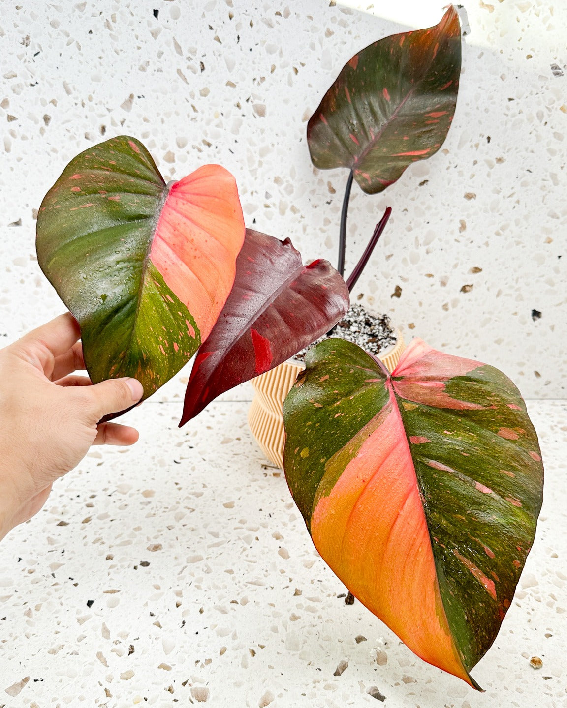 Top 10 +1  Easy Rare Houseplants to Gift This Thanksgiving