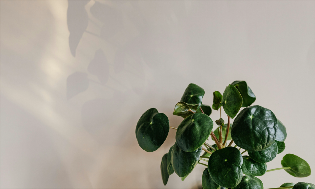 A Step-by-Step Guide to Acclimating Rare Houseplants