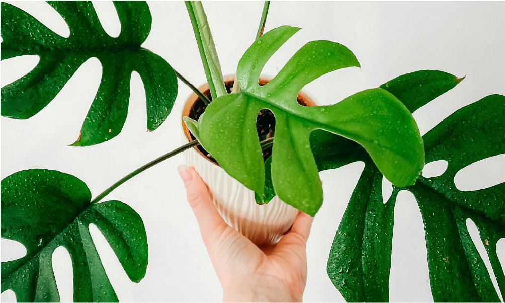 10 Easy Indoor Houseplants for Beginners