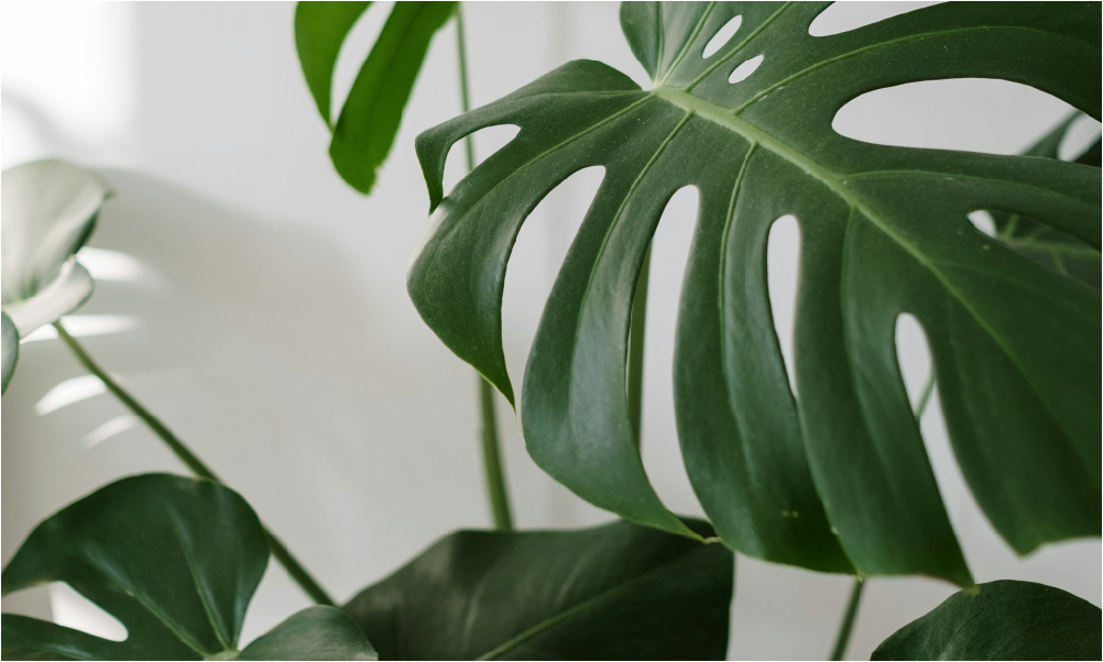 10 Low Light Indoor Plants for Apartments