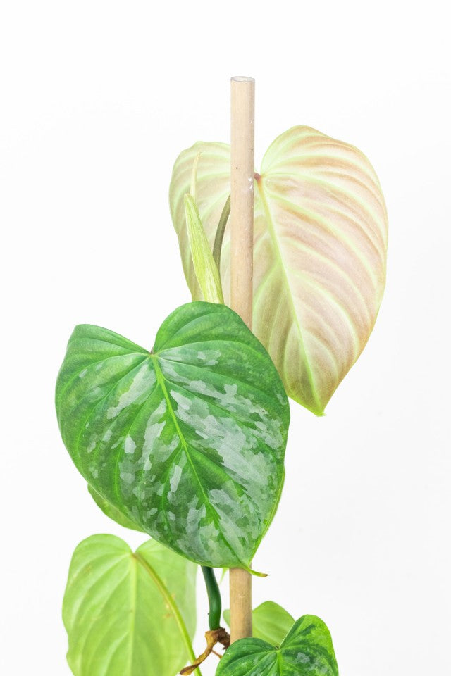 Philodendron Majestic care guide