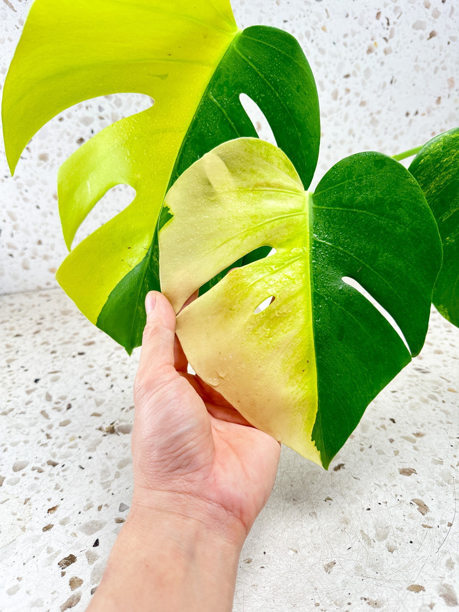 How to Treat Stem Rot in Philodendron and Monstera: A Complete Care Guide