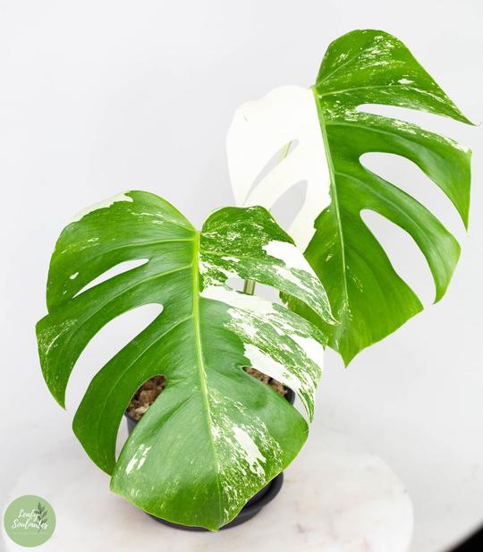 MONSTERA