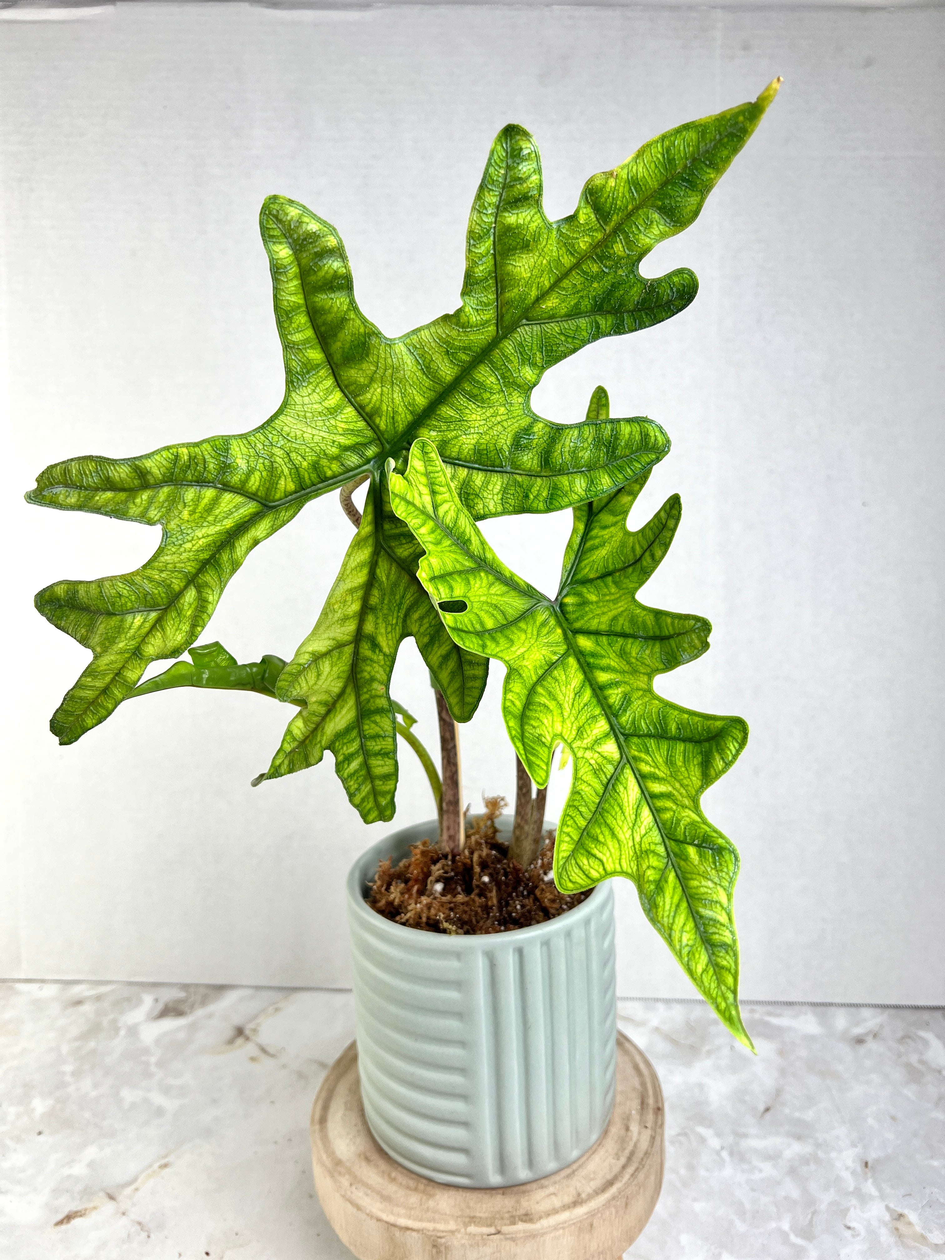 Silver leafs – Aroid Market