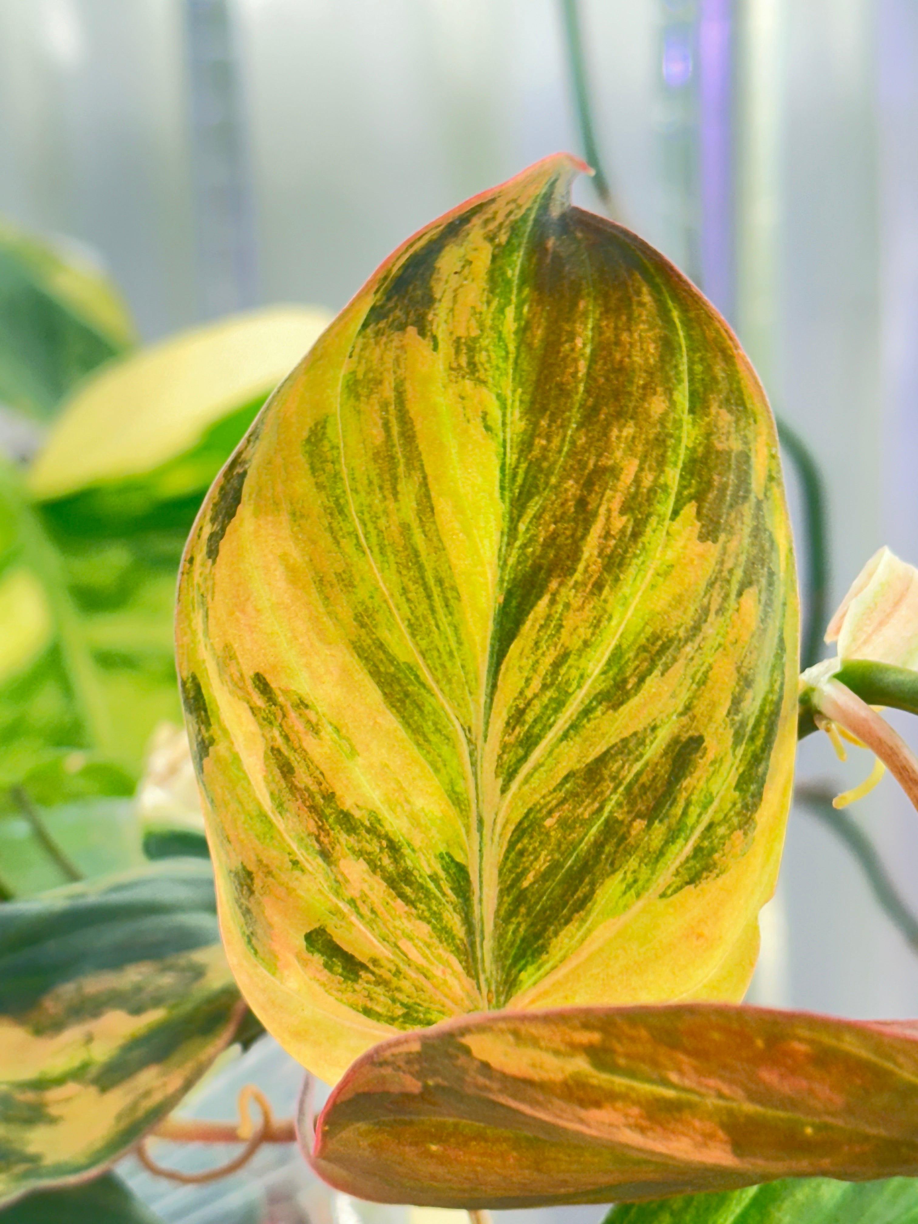 Philodendron Micans Variegated  Multiple Leaves Slightly Rooted