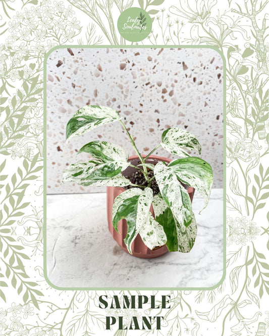 Private sale: epipremnum pinnatum yellow flame – Leafy Soulmates