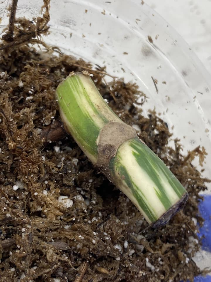 Monstera White Tiger Node