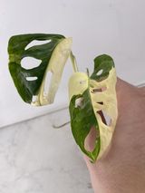 Monstera Adansonii Albo variegated 2 leaf top cutting