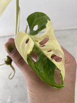 Monstera Adansonii Albo variegated 2 leaf top cutting