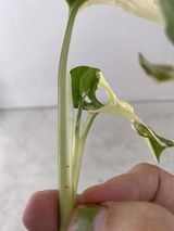 Monstera Adansonii Albo variegated 2 leaf top cutting