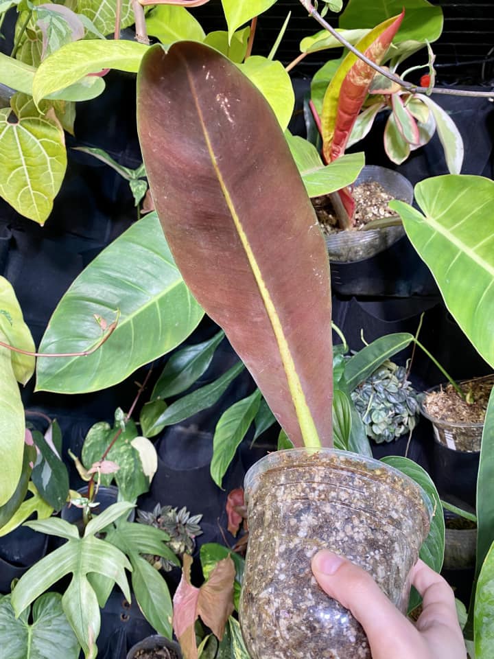 Philodendron Insigne Purple 1 leaf