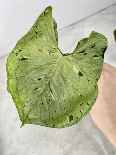 Super Deal: Syngonium Green Splash 1 leaf for Jamella