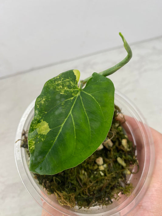 Add on for Clint: Syngonium Aurea 1 leaf 1 unfurling grown from node