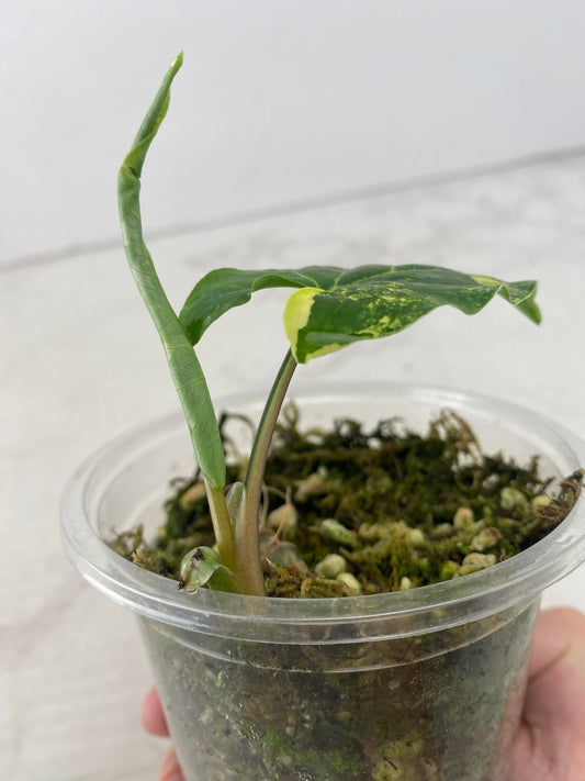 Add on for Clint: Syngonium Aurea 1 leaf 1 unfurling grown from node