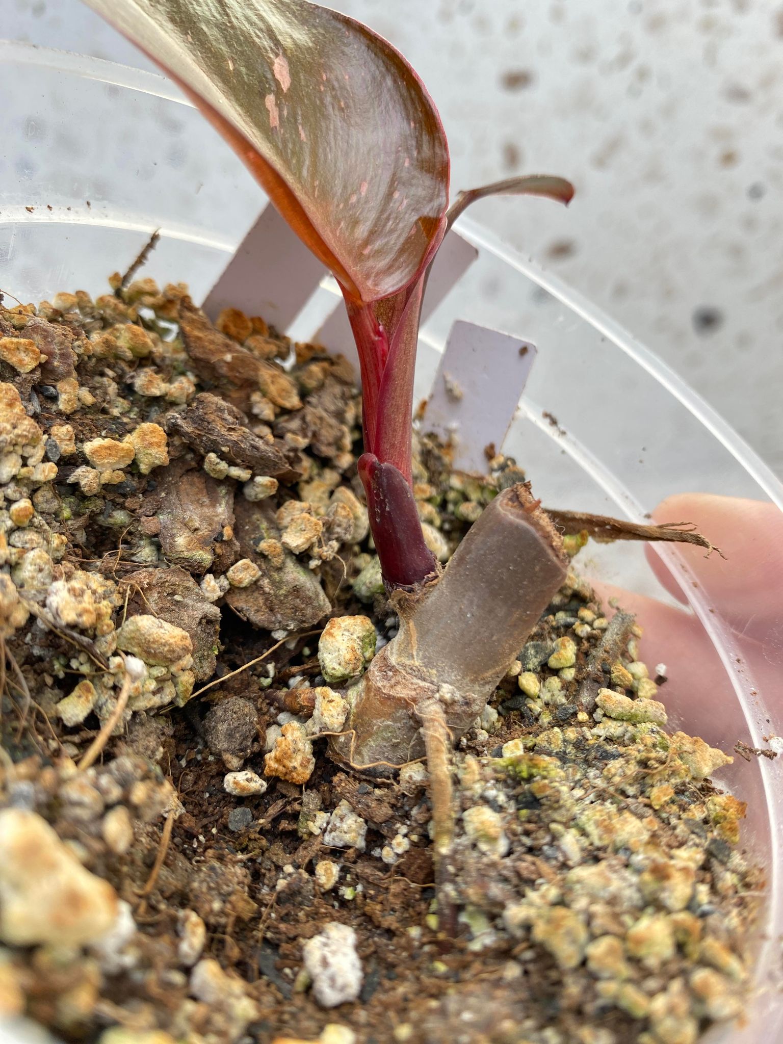 Philodendron Pink Princess for Jess