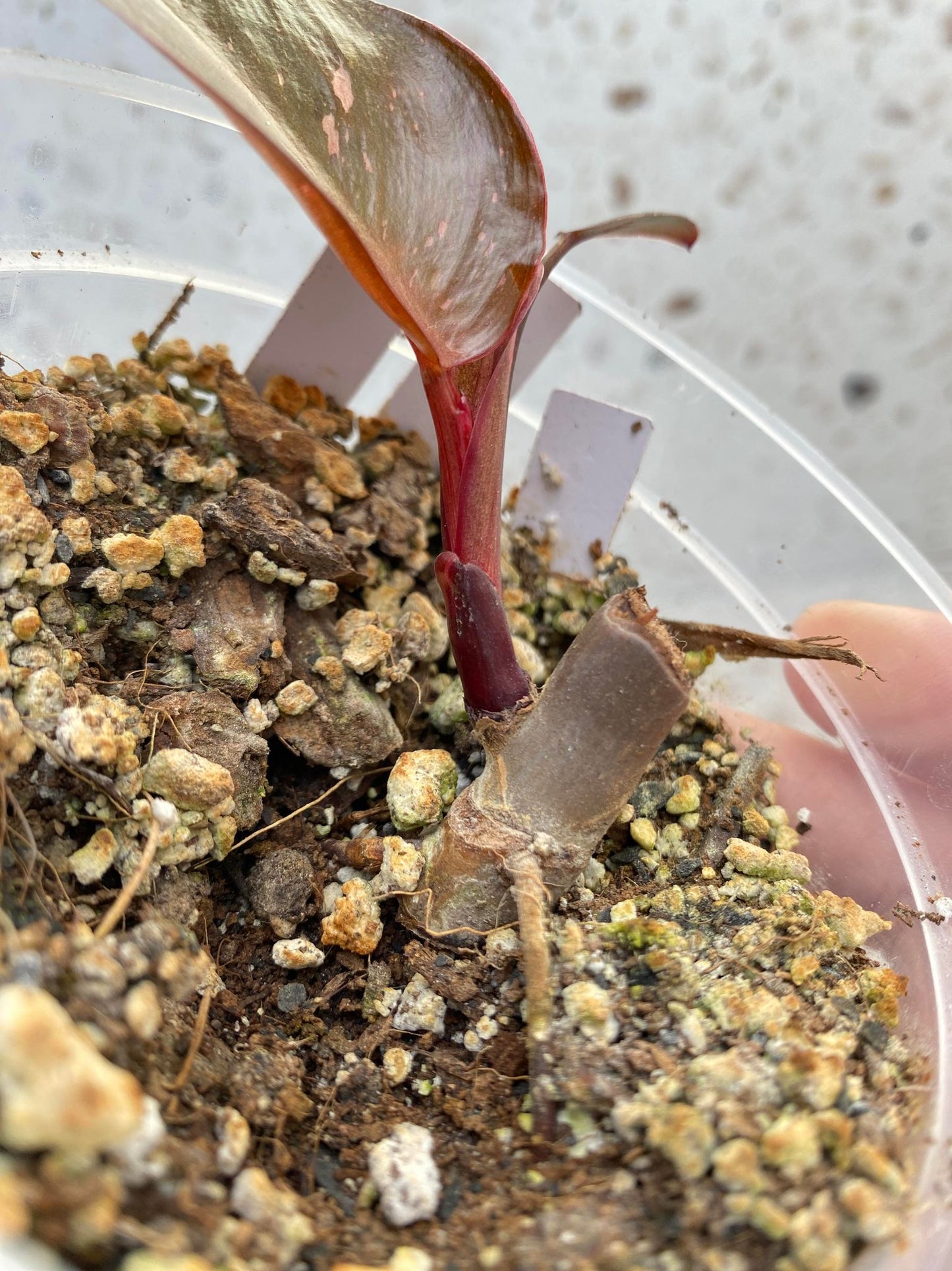 Philodendron Pink Princess for Jess