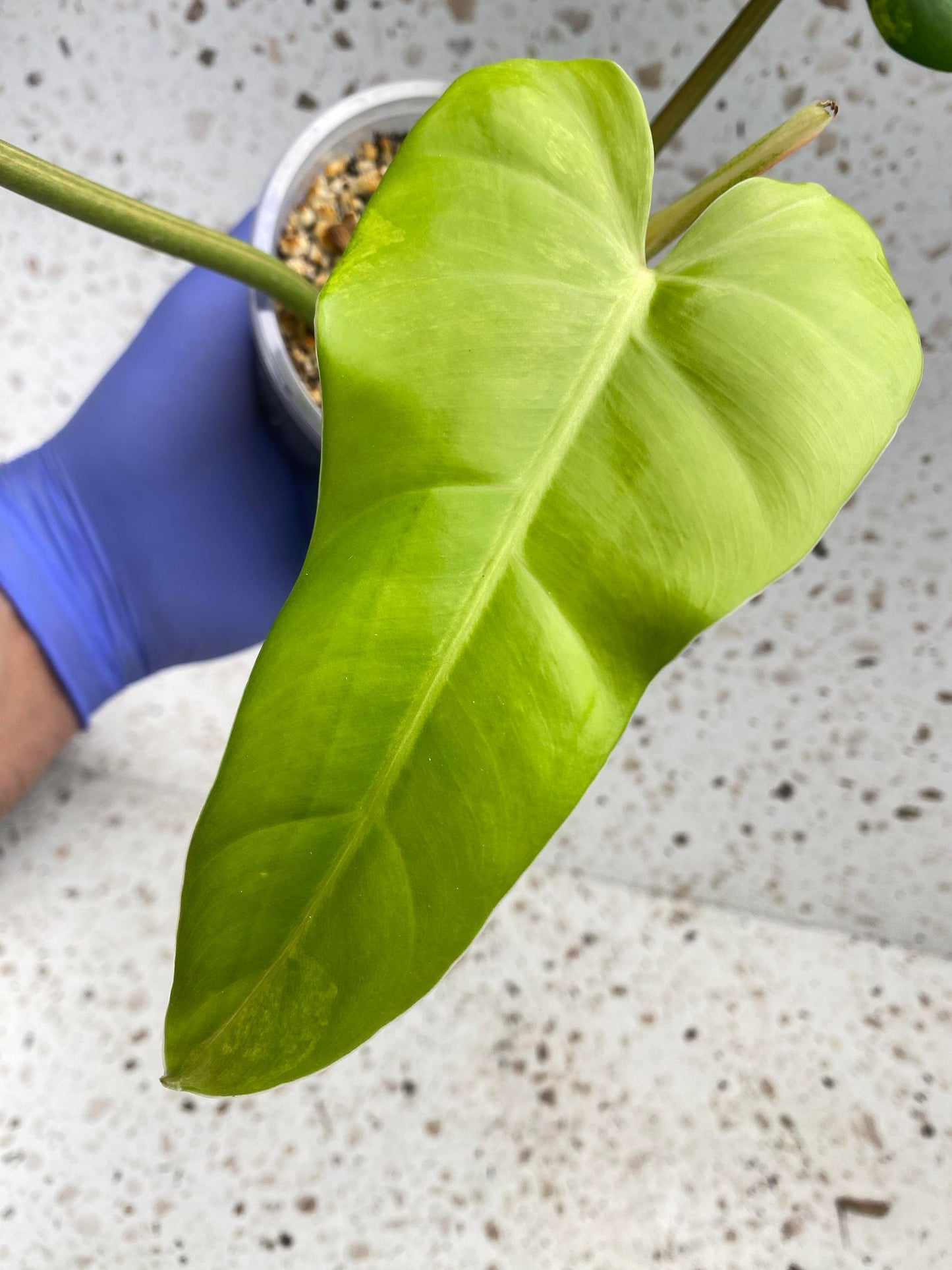 RESERVED for Emily: Philodendron Domesticum 3 leaf top cutting