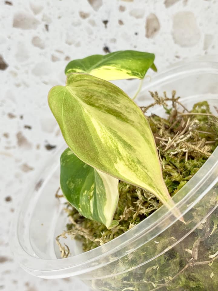Philodendron Micans Variegated 3 leaves