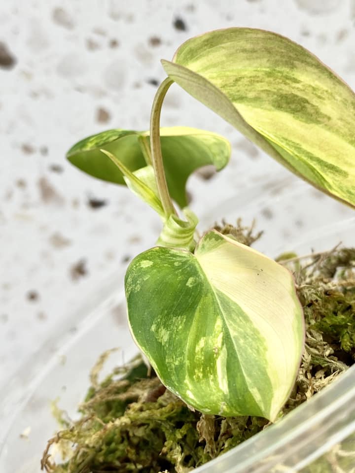 Philodendron Micans Variegated 3 leaves