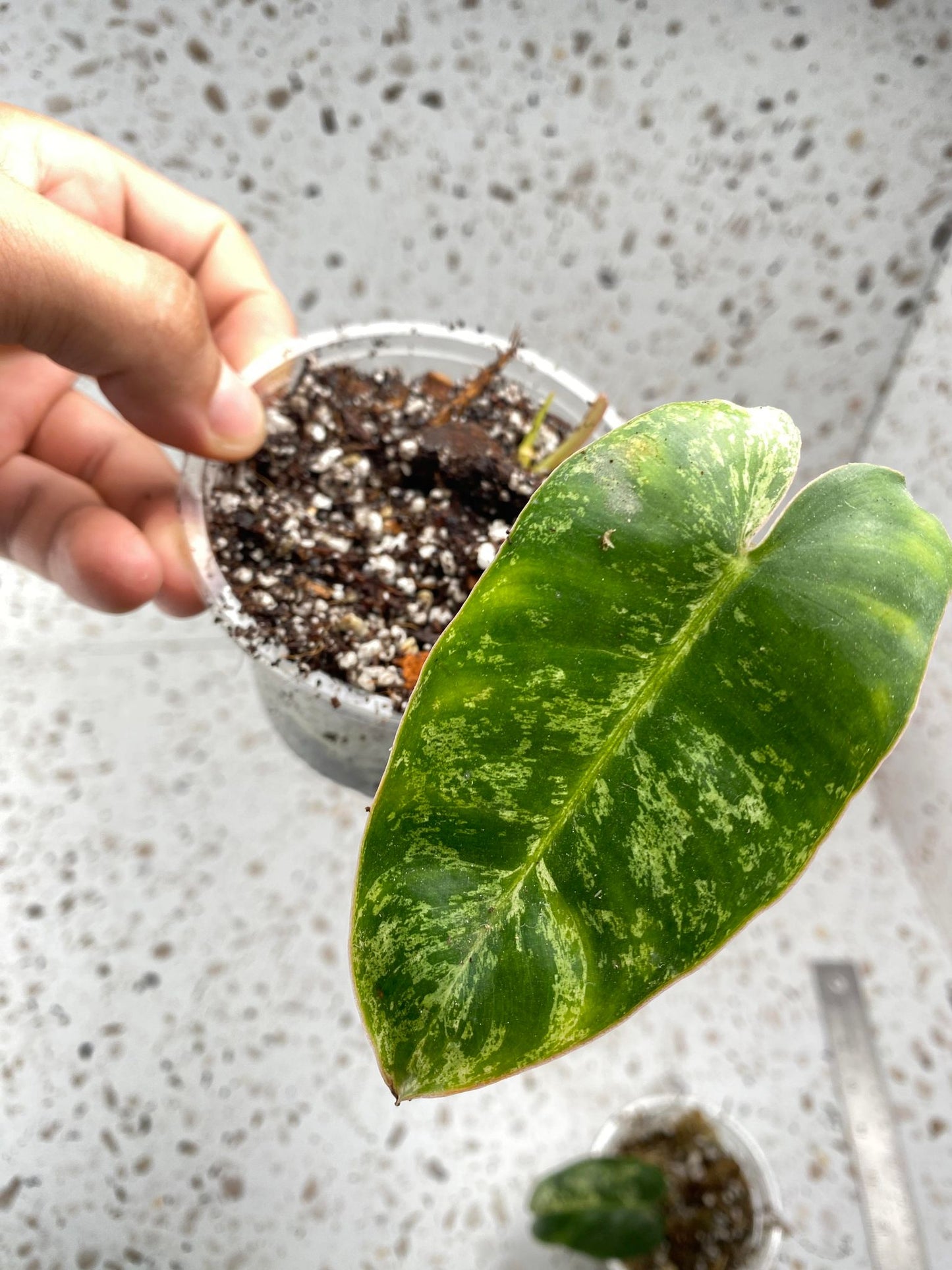 Philodendron Burle Marx Mint Variegated 1 Leaf 1 Sprout