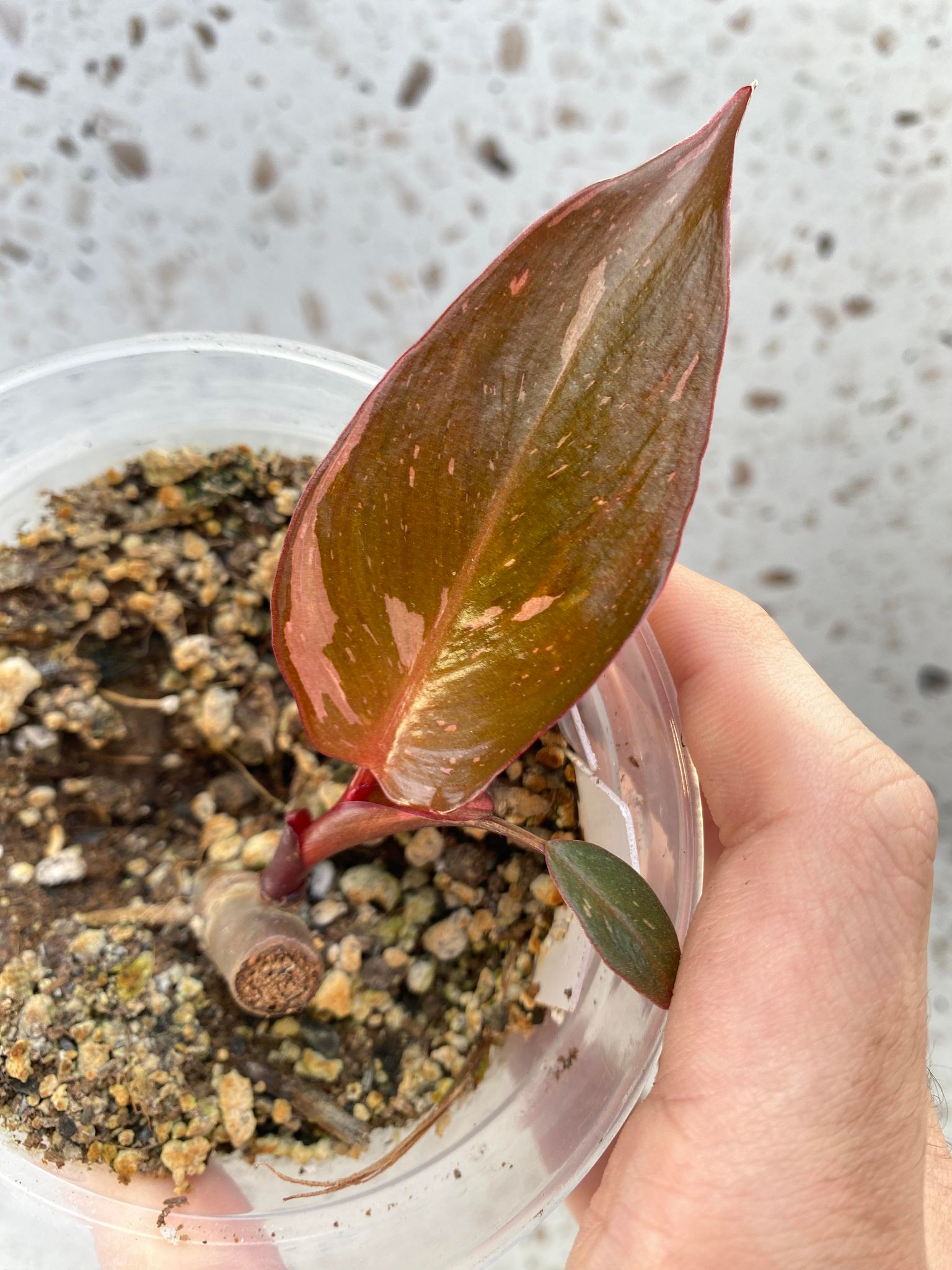 Philodendron Pink Princess for Jess