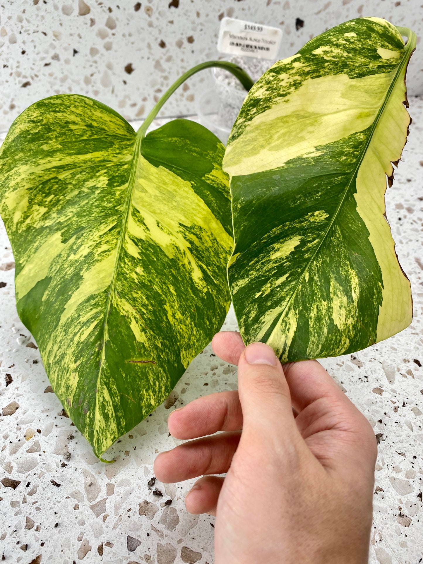 Bundle for Brooke W. Monstera Albo White Tiger and Monstera Aurea Tricolor