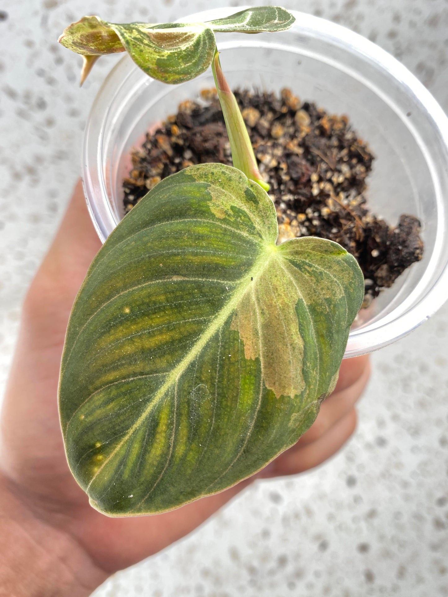 RESERVED Philodendron Melanochrysum Variegated for Emily
