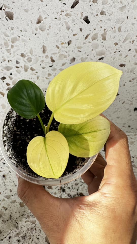 Homalomena Rubescens Mint