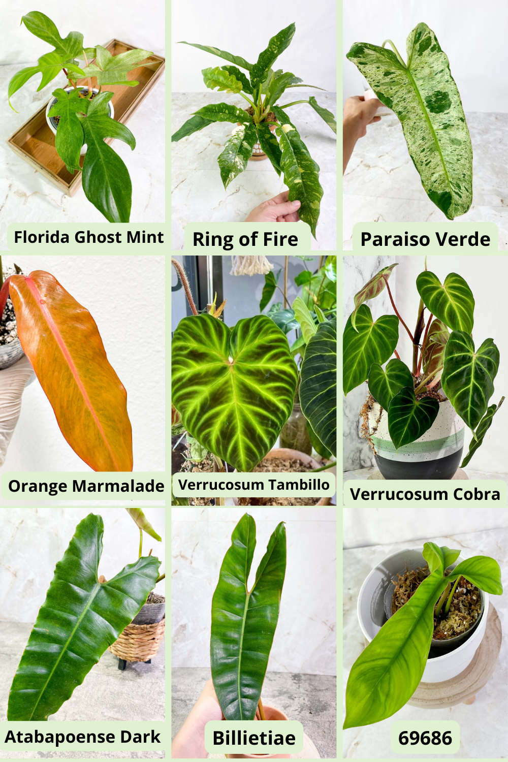 Mystery Nodes or Cutting (For Leafy Soulmates customer only)