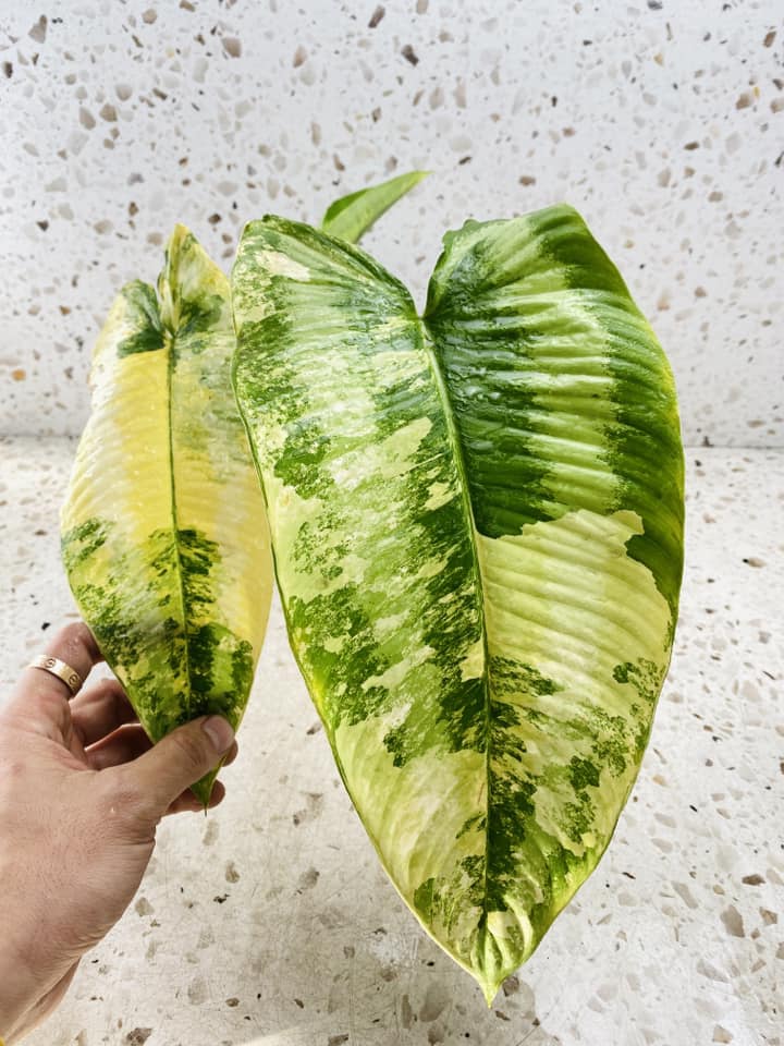 Schismatoglottis Wallichii variegated giant leaves