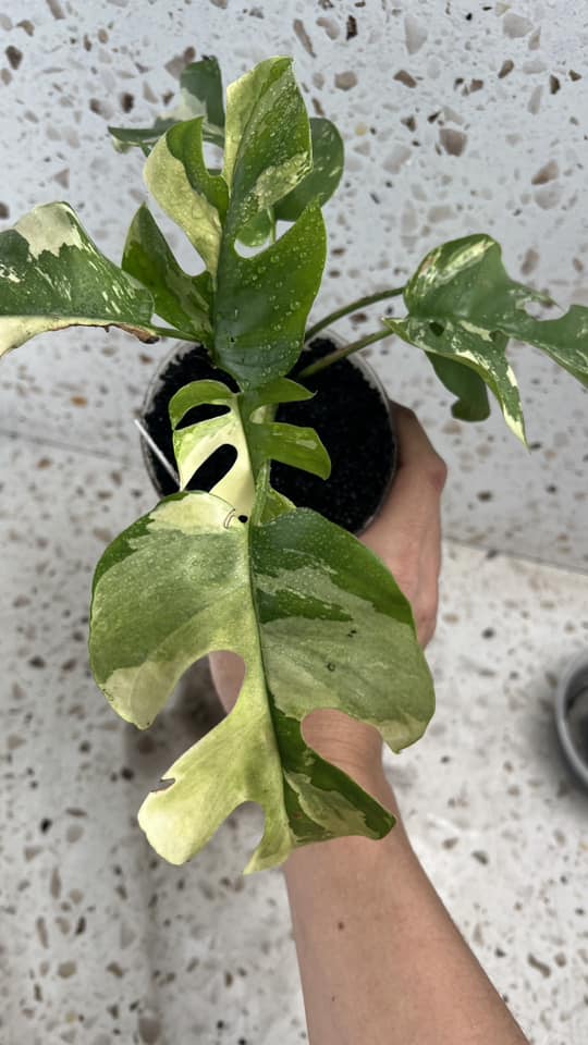 Rhaphidophora Tetrasperma Variegated 7 leaves (SLIGHTLY ROOTED)