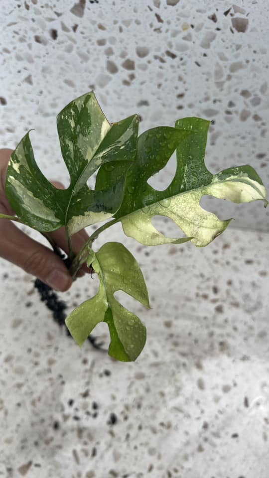 Rhaphidophora Tetrasperma Variegated 3 leaves (ROOTING)