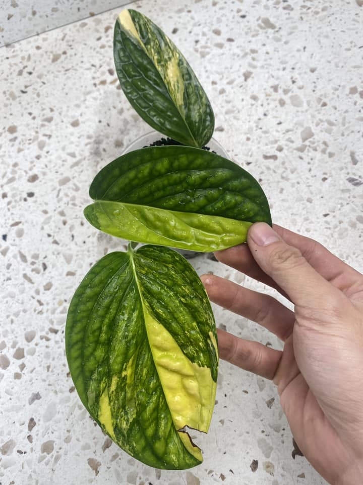 Monstera Peru Variegated 3 leaf top cutting